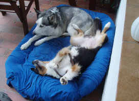 Husky, Hundebetreuung, Hundepension, Hundetagessttte, Hundesitter, Hundehotel, HUTA, Ampfing, Mhldorf, Waldkraiburg, Burghausen, 
Alttting, Dorfen, Wasserburg, Landshut
