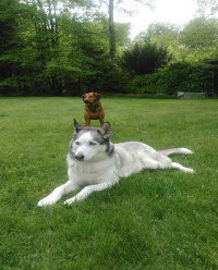 Husky, Hundebetreuung, Hundepension, Hundetagessttte, Hundesitter, Hundehotel, HUTA, Ampfing, Mhldorf, Waldkraiburg, Burghausen, 
Alttting, Dorfen, Wasserburg, Landshut